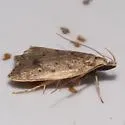 Orange webworm moth - Hodges#2292
