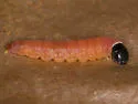 Orange webworm moth - Hodges#2292 - photo 2