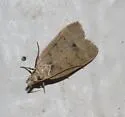Orange webworm moth - Hodges#2292 - photo 3