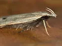 Orange webworm moth - Hodges#2292 - photo 4