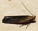 Dichomeris copa - Hodges#2291.2 - photo 2