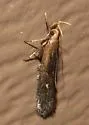 Dichomeris copa - Hodges#2291.2 - photo 3