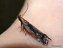 Dichomeris copa - Hodges#2291.2 - photo 4