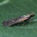 Dichomeris copa - Hodges#2291.2 - photo 5