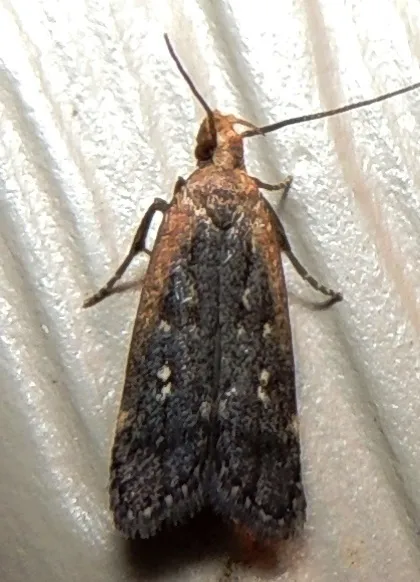 Dichomeris costarufoella - Hodges#2293 - photo 2