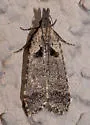 Dichomeris delotella - Hodges#2294 - Dichomeris delotella