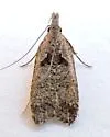 Dichomeris delotella - Hodges#2294 - photo 2