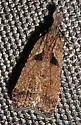 Dichomeris delotella - Hodges#2294 - photo 4