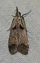 Dichomeris delotella - Hodges#2294 - photo 5