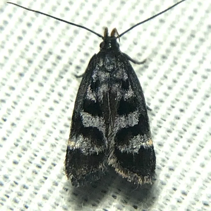 Dichomeris euprepes - Hodges#2299.2 - photo 2