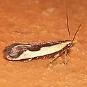 Dichomeris fistuca - Hodges#2295.1 - photo 2