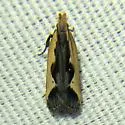 Dichomeris fistuca - Hodges#2295.1 - photo 3
