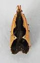 Dichomeris fistuca - Hodges#2295.1 - photo 4