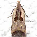 Dichomeris furia - Hodges#2291.4