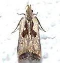 Dichomeris furia - Hodges#2291.4 - photo 2