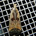 Dichomeris furia - Hodges#2291.4 - photo 3