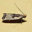 Dichomeris furia - Hodges#2291.4 - photo 4