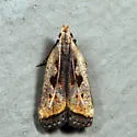 Dichomeris furia - Hodges#2291.4 - photo 5