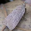 Dichomeris georgiella - Hodges#2277 - photo 2