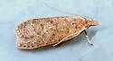 Dichomeris georgiella - Hodges#2277 - photo 4