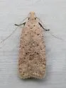 Dichomeris georgiella - Hodges#2277 - photo 5