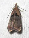 Dichomeris gleba - Hodges#2294.1 - photo 2