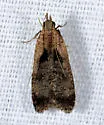 Dichomeris gleba - Hodges#2294.1 - photo 3
