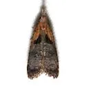 Dichomeris gleba - Hodges#2294.1 - photo 4