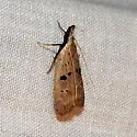 Dichomeris glenni - Hodges#2278 - photo 3