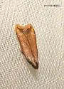 Black-edged Dichomeris - Hodges#2309