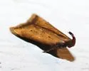 Black-edged Dichomeris - Hodges#2309 - photo 2
