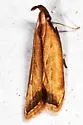 Black-edged Dichomeris - Hodges#2309 - photo 3