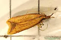 Black-edged Dichomeris - Hodges#2309 - photo 4