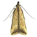 Black-edged Dichomeris - Hodges#2309 - photo 5