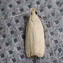 Dichomeris hypochloa - Hodges#2280 - Dichomeris hypochloa