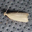 Dichomeris hypochloa - Hodges#2280 - photo 2