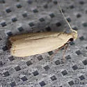 Dichomeris hypochloa - Hodges#2280 - photo 3