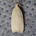Dichomeris hypochloa - Hodges#2280 - photo 4