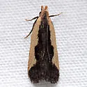 Indented Dichomeris Moth - Hodges#2297