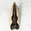 Indented Dichomeris Moth - Hodges#2297 - photo 2