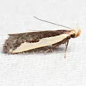 Indented Dichomeris Moth - Hodges#2297 - photo 4