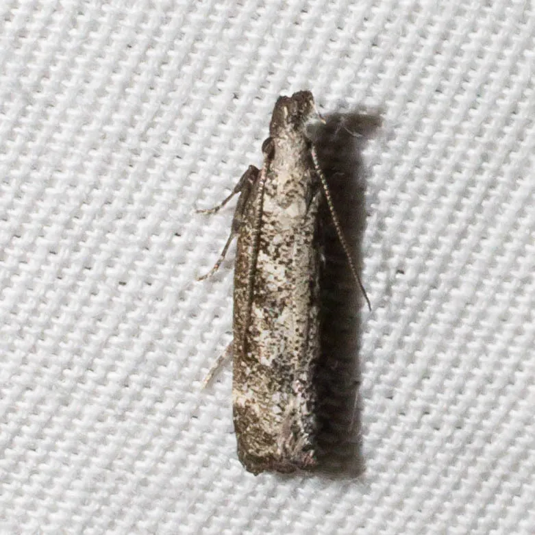 Inverse Dichomeris Moth - photo 2