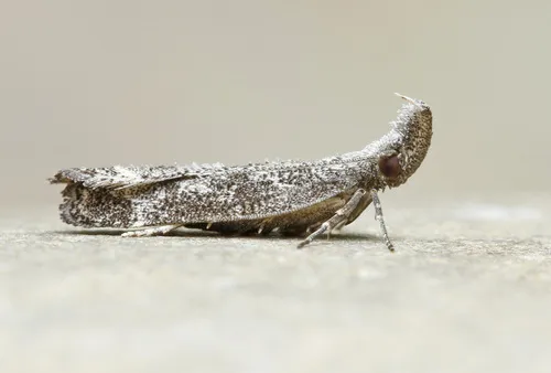 Inverse Dichomeris Moth - photo 5