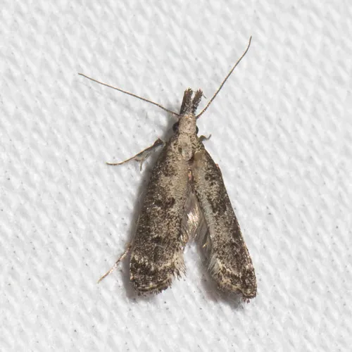 Inverse Dichomeris Moth - photo 6