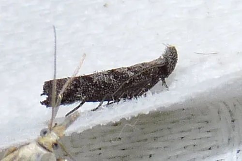 Inverse Dichomeris Moth - photo 7