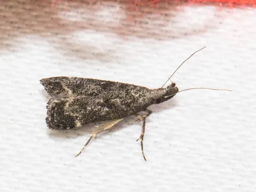 Inverse Dichomeris Moth - photo 8