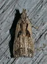 Dichomeris laetitia - Hodges#2294.3 - photo 2