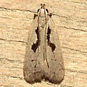 Dichomeris laetitia - Hodges#2294.3 - photo 3