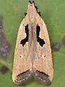 Dichomeris laetitia - Hodges#2294.3 - photo 4