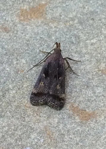 Dichomeris leuconotella - Hodges#2299